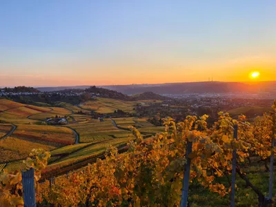 Das Produktbild von Offene Weinprobe im Weingut am Donnerstag, 12. November.2026