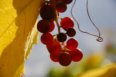 Das Produktbild von Offene Weinprobe im Weingut am Donnerstag, 03. September.2026